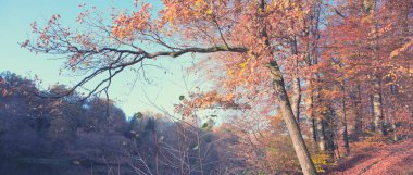 Kayın ağacı ve orman gölünde renkli yapraklar.