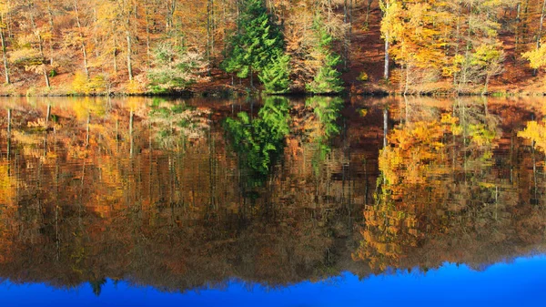 Reflexão outono árvores coloridas no lago da floresta. — Fotografia de Stock