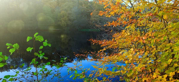 Осенние буковые деревья на солнце и лесном озере. Природа. — стоковое фото