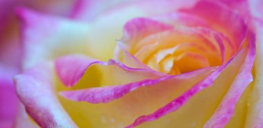 Sarı gül, su damlalarıyla yakınlaş. Doğum günü kartı..