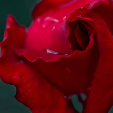 Kırmızı gül, su damlalarıyla yakınlaş. Doğum günü kartı..