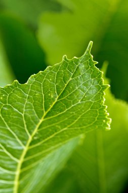 Yeşil yapraklar arka plan. Makro Yaprak doğa dokusu