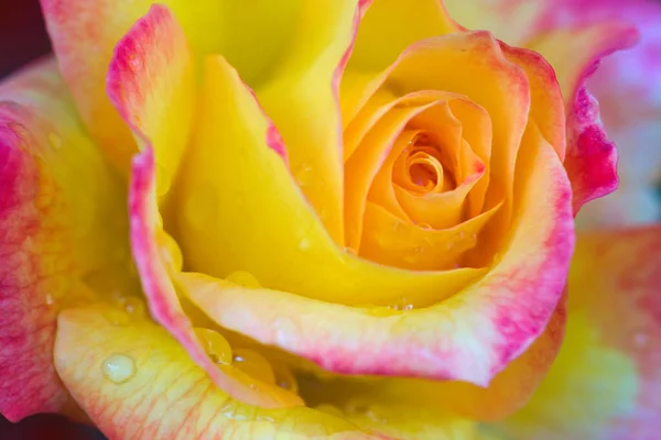 Gele roos close-up met waterdruppels .Verjaardagskaart. — Stockfoto