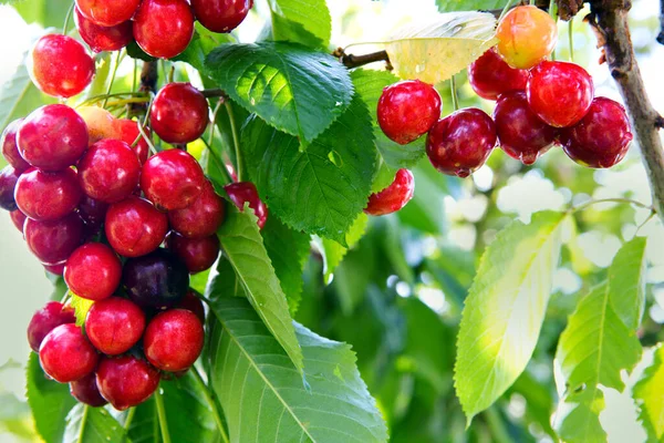 Rote große Kirschen hängen an einem Kirschbaumzweig. — Stockfoto