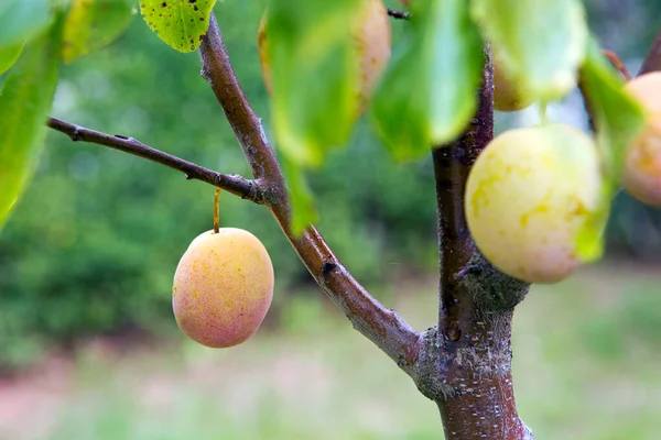 Närbild mogna gula plommon på en plommon gren. — Stockfoto