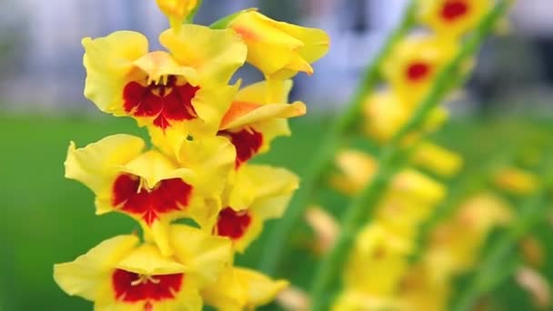 Bellissimo fiore di gladiolo rosso e giallo in giardino — Video Stock