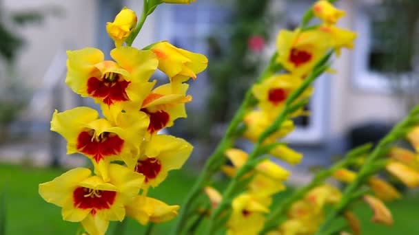 Όμορφο κόκκινο και κίτρινο λουλούδι γλαδιόλα στον κήπο — Αρχείο Βίντεο
