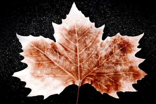 Close up on maple autumn leaf isolated on black background.