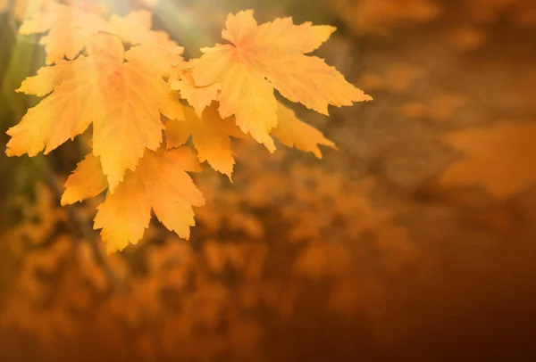 Fresh yellow maple leaves isolated on a blur background. — Stock Photo, Image