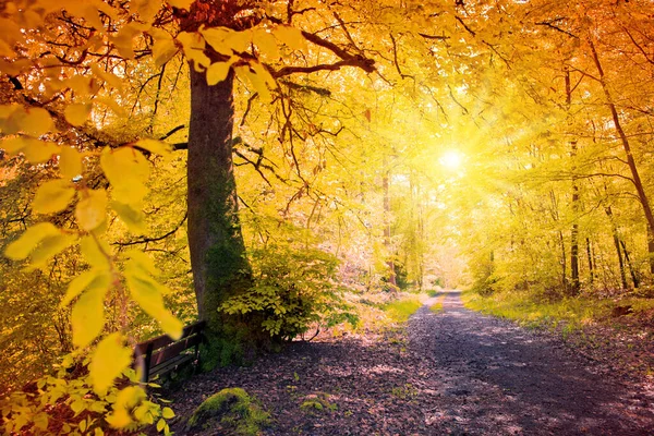 Forest road going through the trees on a sunny autumn day. — Stock Photo, Image