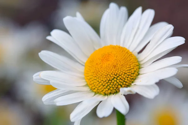 Gros plan d'une belle marguerite blanche isolée sur fond vert. — Photo