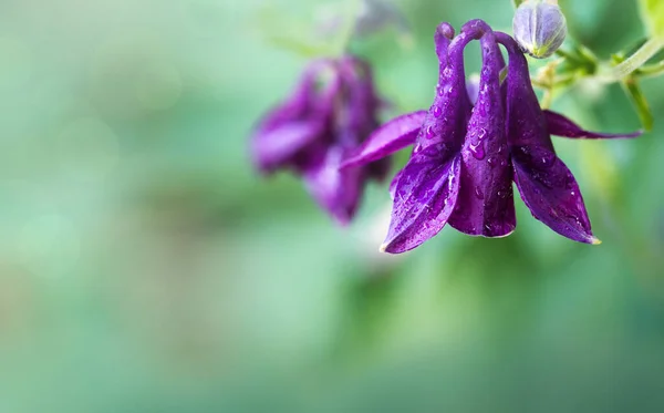 Selective focus of purple of Aquilegia vulgaris in the garden. — Stock Photo, Image
