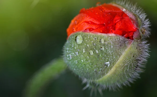 Close up from an opening poppy bud isolated on green blur background. — Stock Photo, Image