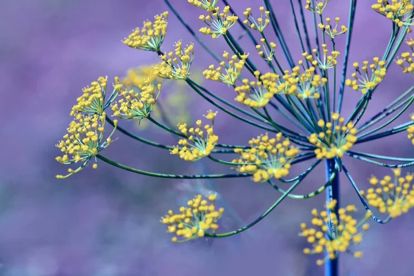 Primer plano de flores de eneldo en flor aisladas sobre fondo borroso. — Foto de Stock