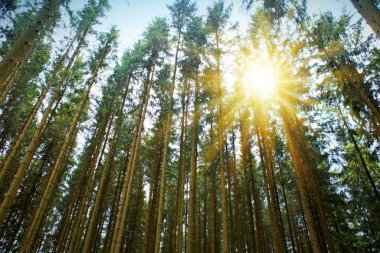 Arka planda gölgeler ve güneş ışınları olan güneşli yaz ormanı.