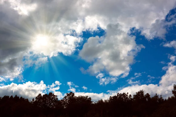 Forêt estivale ensoleillée avec ombres et rayons du soleil en arrière-plan. — Photo