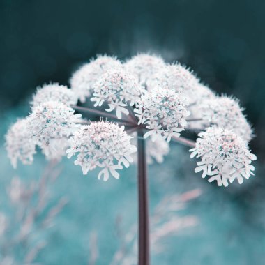 Bulanık arka planda izole edilmiş güzel, vahşi güneydoğu çiçeğine yakın..