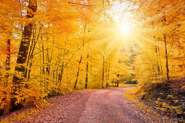 Forest road going through the trees on a sunny autumn day. — Stock Photo, Image