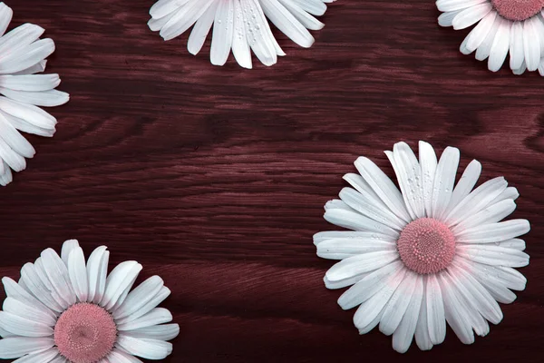 White daisies on brown wooden background.Copy space — Stock Photo, Image