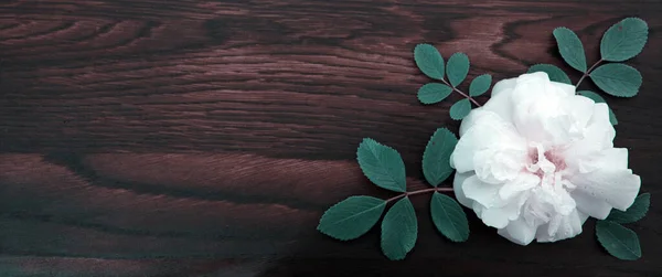 白色的玫瑰在棕色的木制背景上。复制空间 — 图库照片