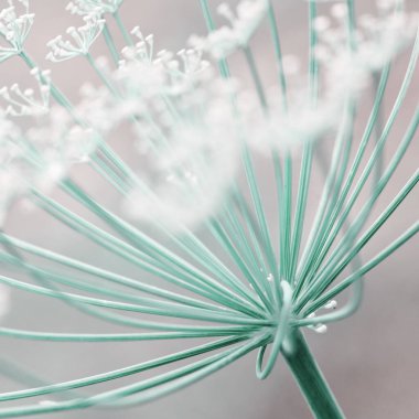 Bulanık arkaplanda, çiçek açan dereotlarını kapat..