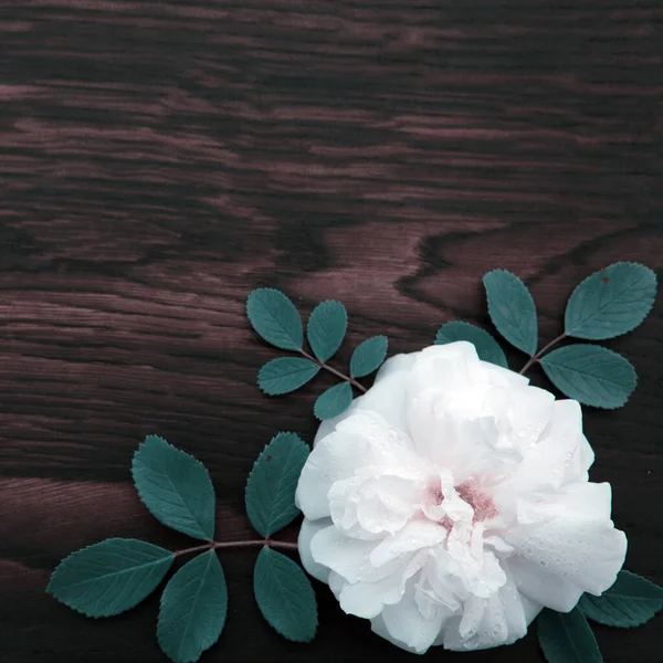 白色的玫瑰在棕色的木制背景上。复制空间 — 图库照片