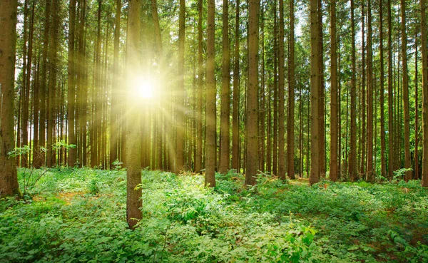 Sol en el verano en el bosque con gran luz solar — Foto de Stock