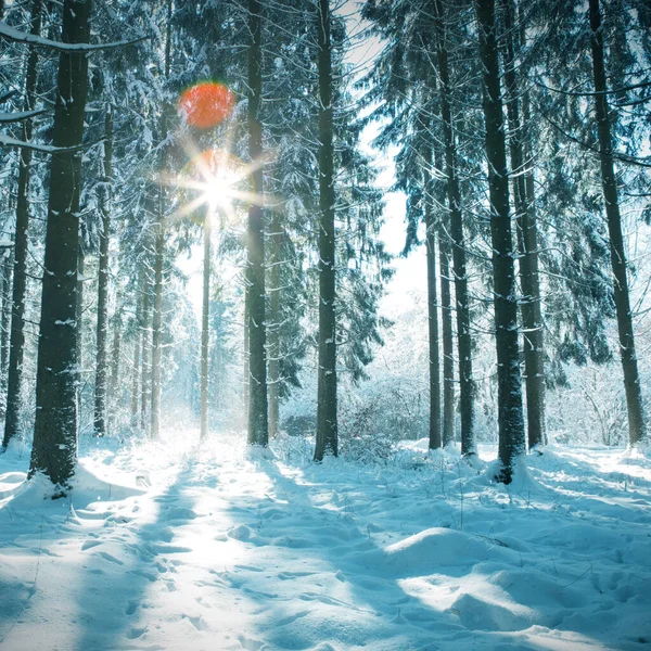 Weihnachten Urlaub Hintergrund. Wintersonne durch Bäume im Wald. — Stockfoto