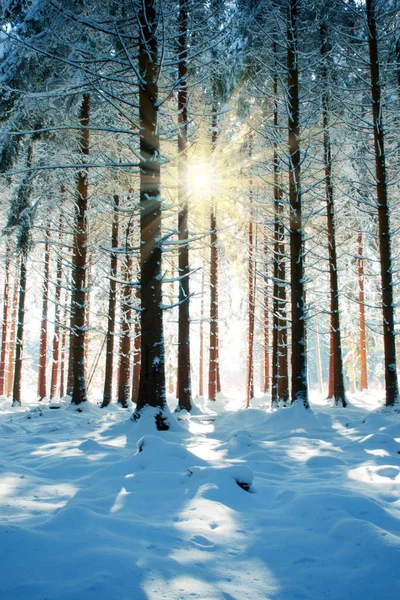 Weihnachten Urlaub Hintergrund. Wintersonne durch Bäume im Wald. — Stockfoto