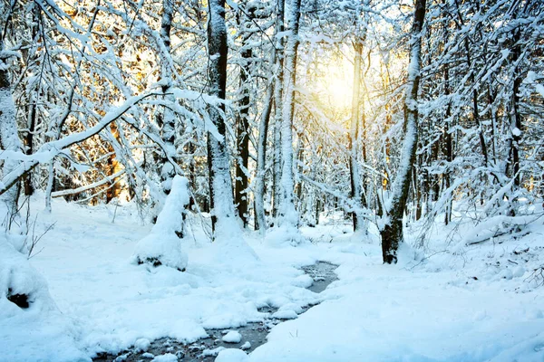 Paysage hivernal avec sapins enneigés. — Photo