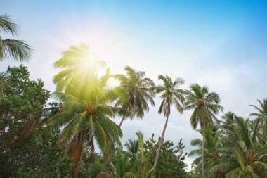 Palmiye ağaçlarıyla tropik günbatımı. Seyahat arkaplanı.