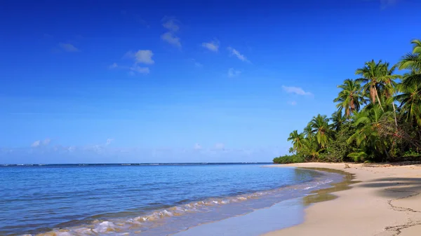 Zielone palmy na plaży karaibskiej. Kontekst podróży. — Zdjęcie stockowe