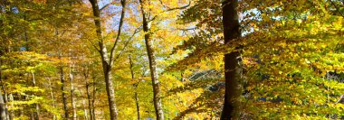 Beautiful autumn forest background with sun rays.