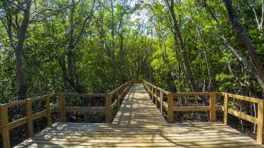 San Andres adasında mangrov orman içinde yol.