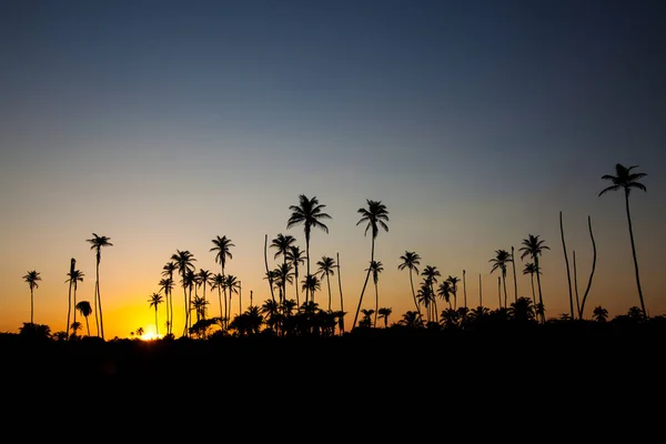 Palmenwald Mit Einem Wunderschönen Sonnenuntergang Und Wolken — Stockfoto