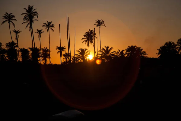 Palmenwald Mit Einem Wunderschönen Sonnenuntergang Und Wolken — Stockfoto