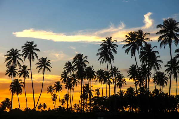 Palmenwald Mit Einem Wunderschönen Sonnenuntergang Und Wolken — Stockfoto