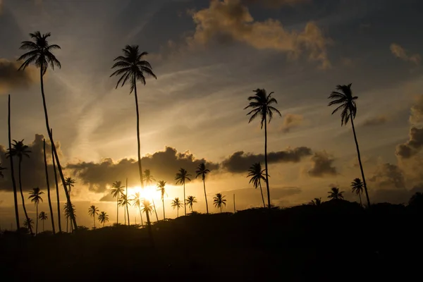 Palmenwald Mit Einem Wunderschönen Sonnenuntergang Und Wolken Stockfoto