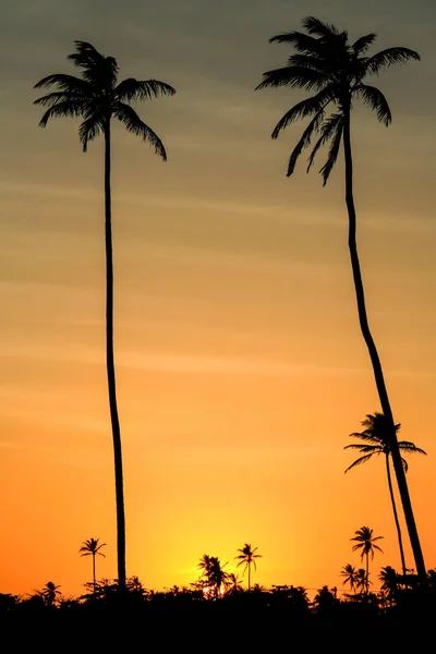 Palmenwald Mit Einem Wunderschönen Sonnenuntergang Und Wolken Stockbild