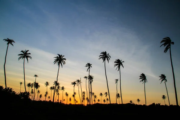 Palmenwald Mit Einem Wunderschönen Sonnenuntergang Und Wolken Stockbild