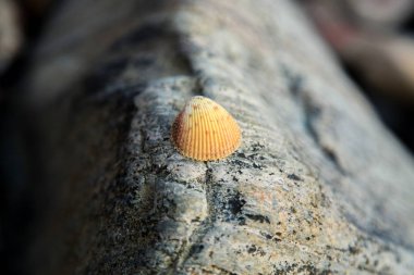Seashell mercan San Andres adasında üstüne