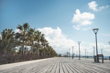 Sahil topografyanın güzel yeşil palmiye ağaçları
