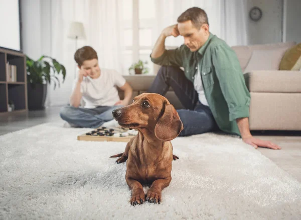 Lindo cachorro relajante en la alfombra cerca de los propietarios — Foto de Stock