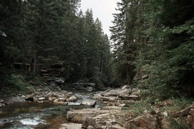 Yüksek ağaçları ile çevrili dağ nehir panoramik manzaralı