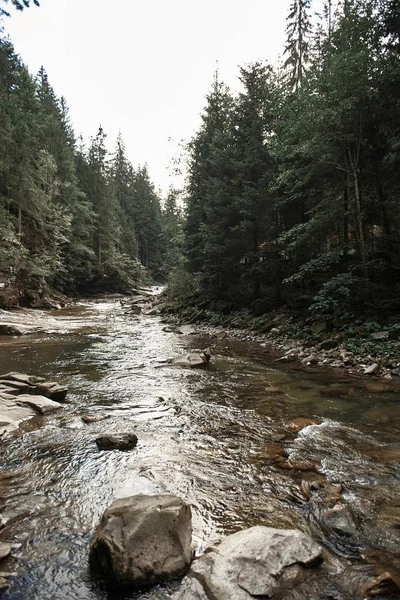 Κάθετη εικόνα του ήσυχο ποτάμι ρέει μέσα από το δάσος — Φωτογραφία Αρχείου