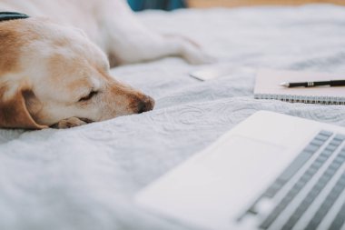 Köpek bir beyaz yatakta yatarken uyku