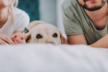 Sabahleyin yatakta yatan bir köpek yakın çekim