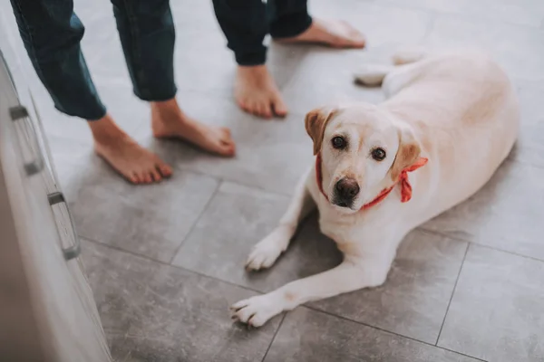 Hermoso labrador tendido y mirando a la cámara — Foto de Stock