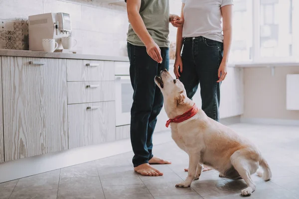 Lindo cachorro está comiendo algunos alimentos para perros de la mano del propietario en el interior — Foto de Stock