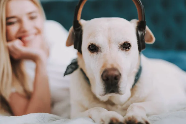 Primer plano de un perro agradable escuchando música — Foto de Stock